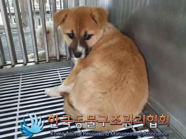 종료(자연사) 믹스…